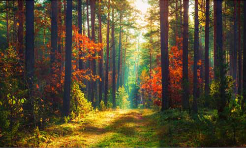 Autumn Forest